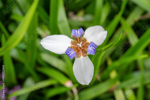 Close-up of Brazilian Iris Flower