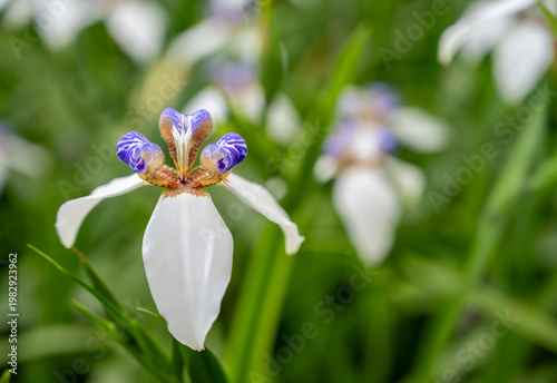 Close-up of Brazilian Iris Flower