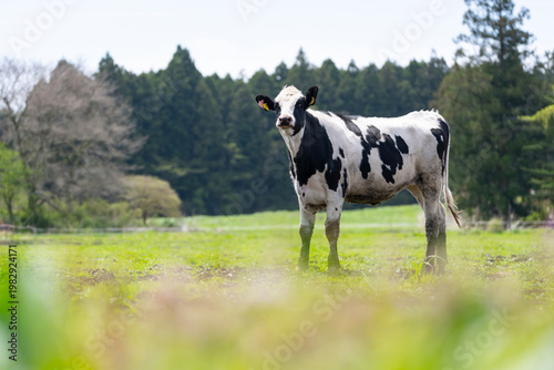 牛　ホルスタイン　酪農　畜産
