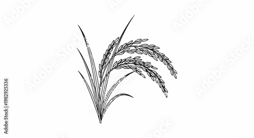 A black and white line drawing of two stalks of rice