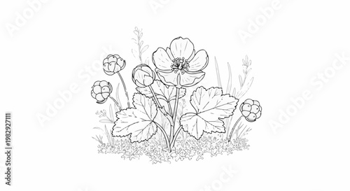 Delicate line drawing of arctic bramble flowers and berries amidst greenery