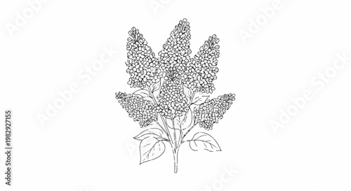 Detailed sketch of a blooming lilac branch with leaves