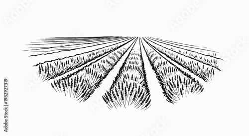 Ink drawing of rows of blooming lavender stretching towards the horizon