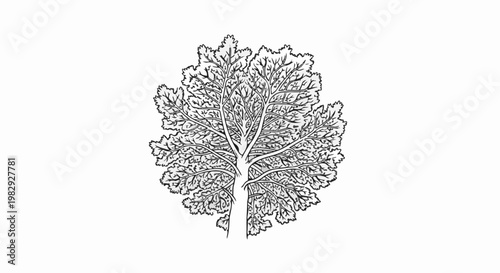 Stylized black and white line drawing of a large tree with dense foliage