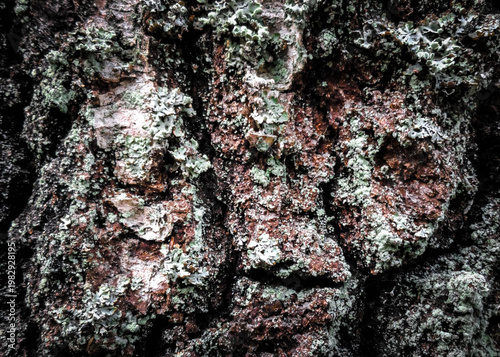 Bark on a tree trunk as a natural background.