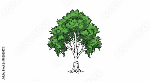 A stylized illustration of a deciduous tree with a white trunk