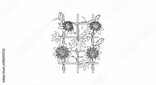 Elaborate vine with passion flowers and buds on a trellis