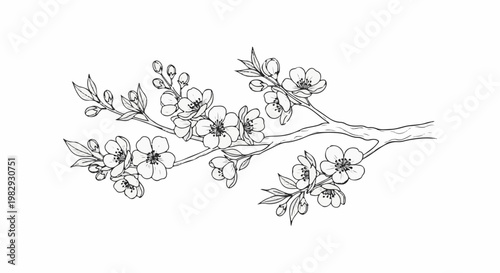 Detailed black and white illustration of blooming branches with delicate flowers