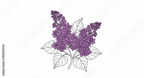 Delicate purple lilac flowers with green leaves drawn on white