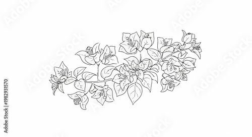 Delicate sketch of cascading bougainvillea branches and blossoms