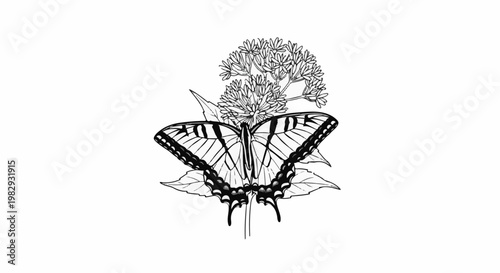 Detailed black and white illustration of a butterfly on a flowering plant