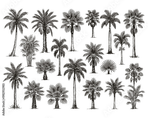 Vector diverse palm trees hand drawn sketch style isolated on transparent background.
