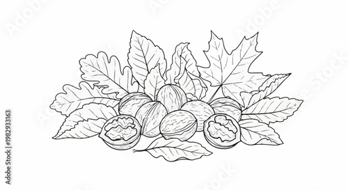 Artistic drawing of walnuts and autumn leaves in black and white outline