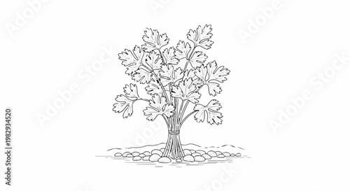 Simple line drawing of a bunch of parsley tied with string on a pebbled ground