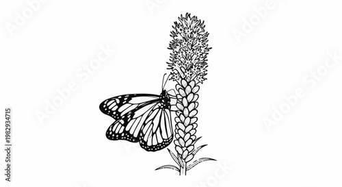 A black and white drawing depicts a monarch butterfly resting on a tall flower stalk