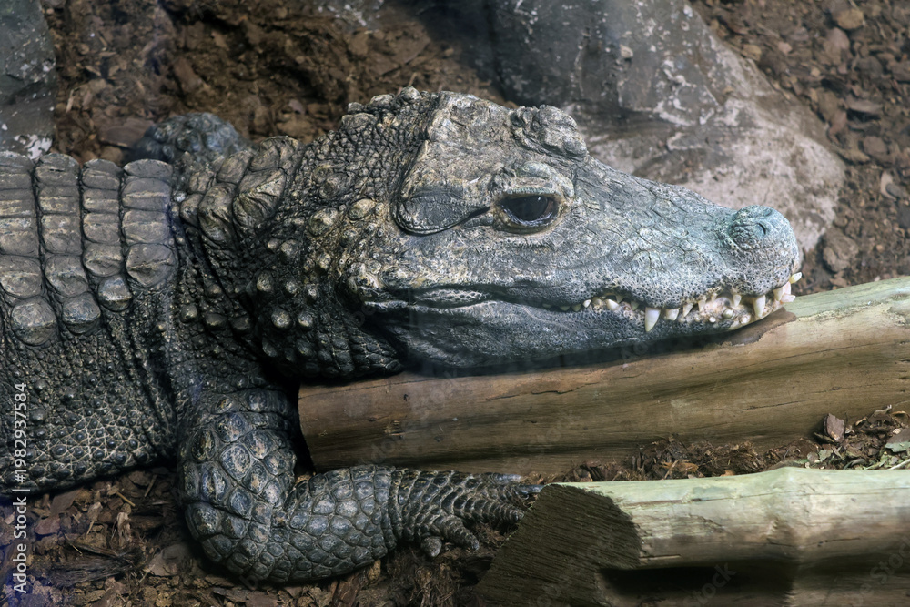 Fototapeta premium Resting Crocodile on Log in Natural Habitat - Wildlife and Nature Photography