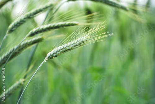 Macro close up of fresh young ears of young green wheat in spring summer field.