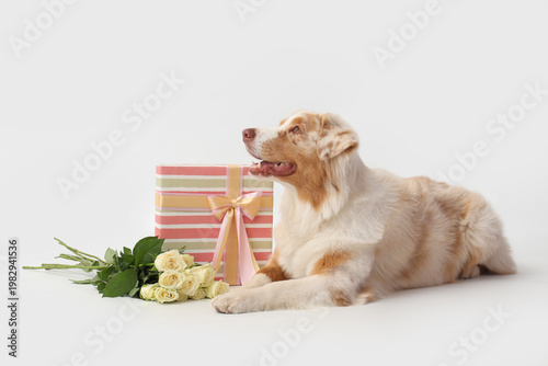 Cute Australian Shepherd do...