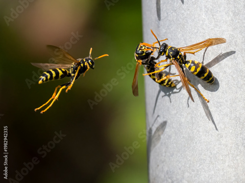 Haus-Feldwespe, Polistes dominula