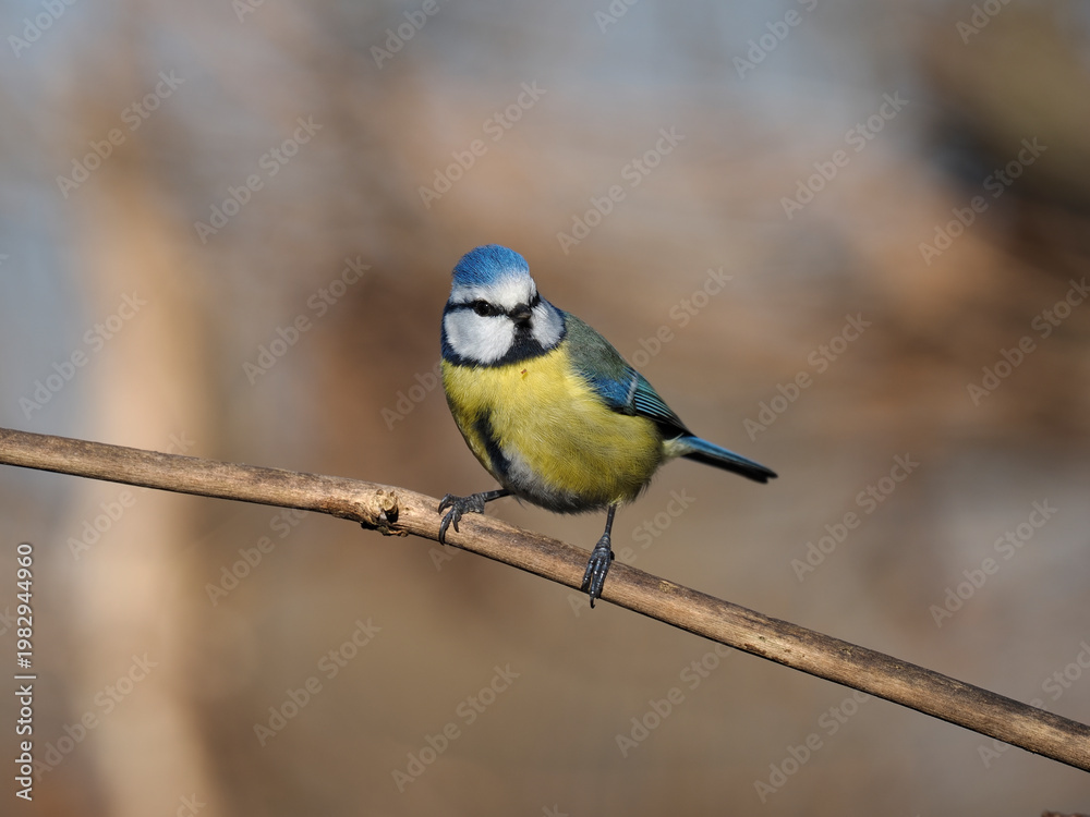 Obraz premium Blaumeise, Cyanistes caeruleus