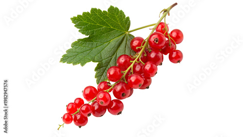 Fotografie Red currants grow on a branch with green leaves isolated on transparent backgrou