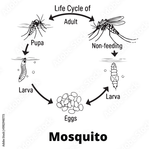 Educational biology diagram showing the complete life cycle of a mosquito including eggs, larva, pupa and adult stages.