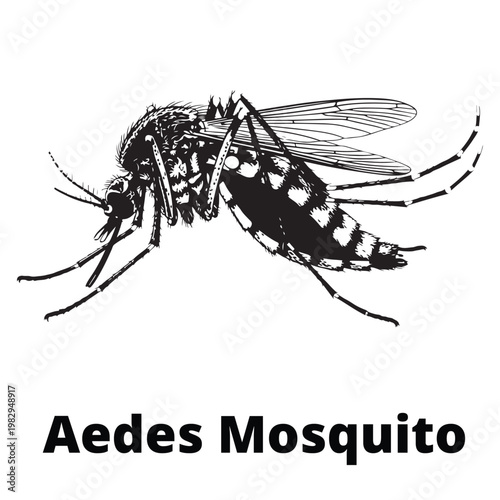 Modern high contrast graphic illustration of an Aedes mosquito for dengue prevention campaigns and safety icons.