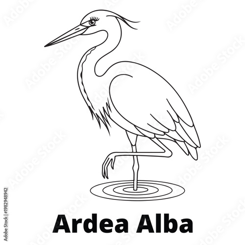 Minimalist line art illustration of a Great Egret (Ardea Alba) standing gracefully for nature and logo design.