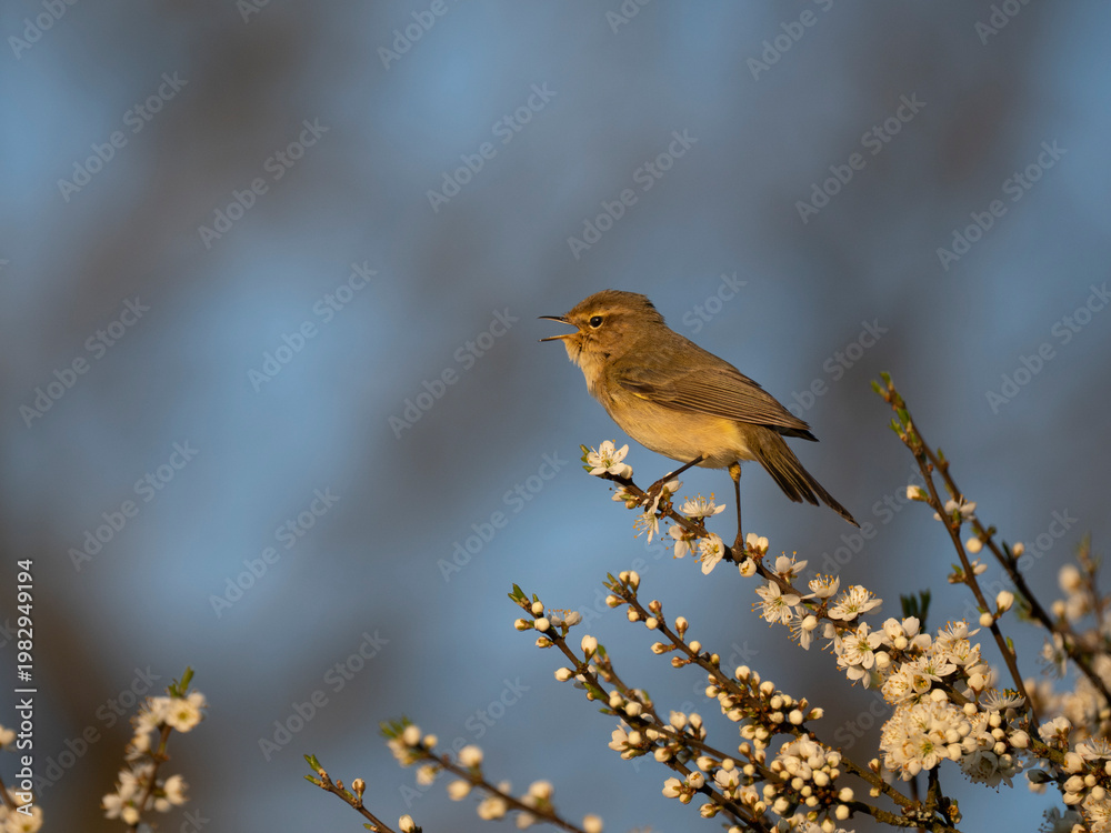 Obraz premium Zilpzalp, Phylloscopus collybita