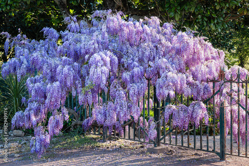 Wisteria in bloom
