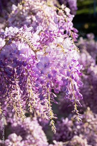 Wisteria in bloom