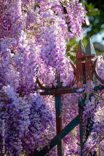 Wisteria in bloom
