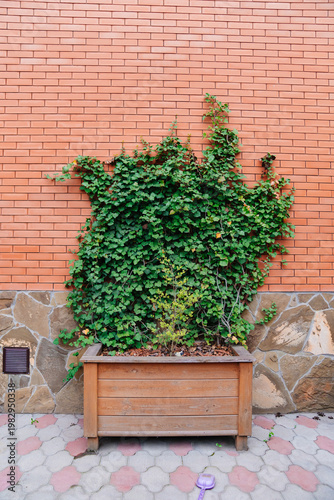 Foto Vines grow on a brick wall beside a wooden planter in the backyard