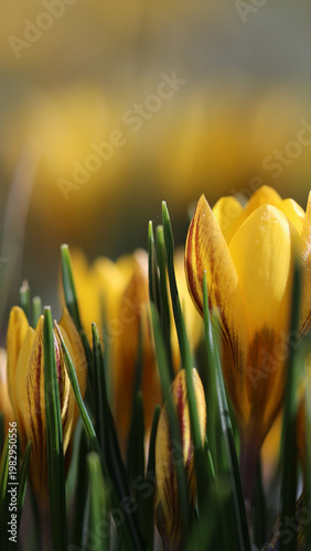 Vertical spring floral background, yellow crocus flowers in warm sunlight, soft bokeh, natural garden scene, smartphone wallpaper, mobile background, story template, copy space, fresh seasonal mood