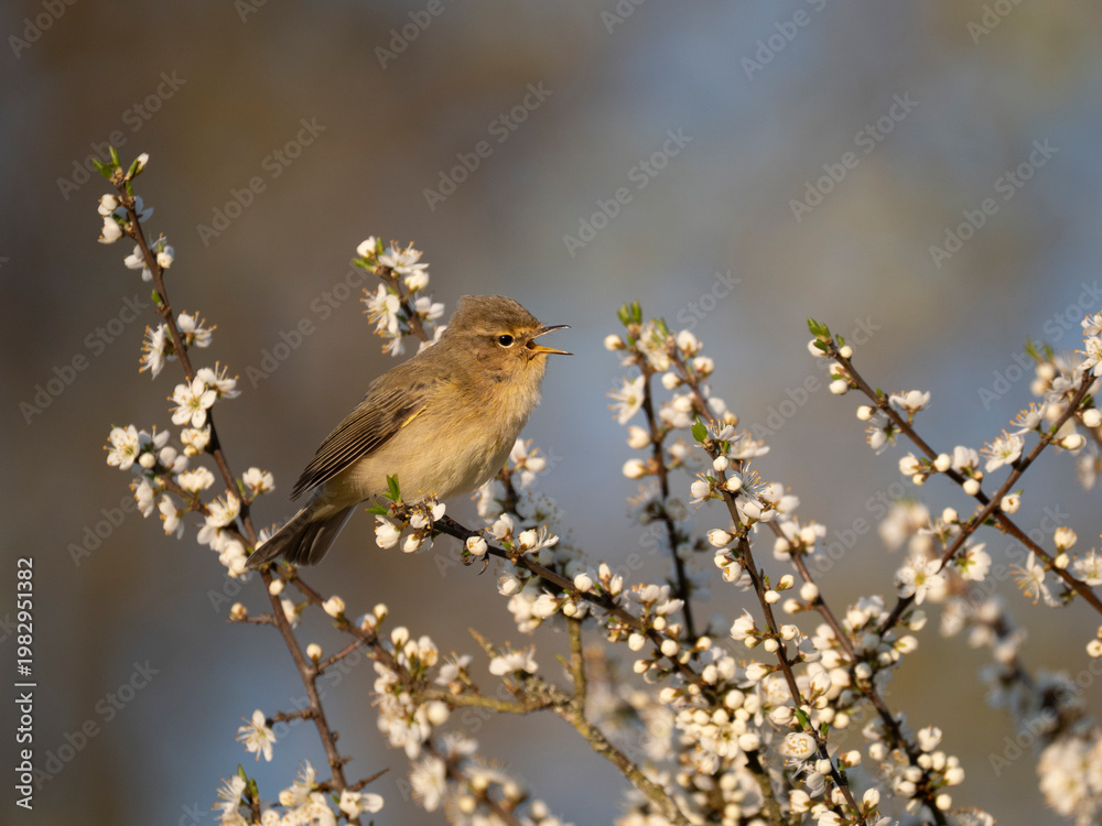 Obraz premium Zilpzalp, Phylloscopus collybita