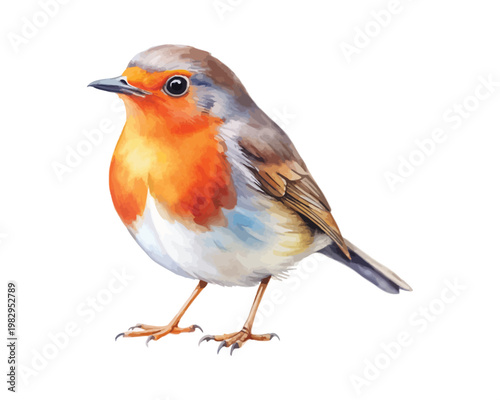 Bild auf Leinwand Watercolor Robin Bird, Cute Garden Bird Clipart, vector illustration isolated on