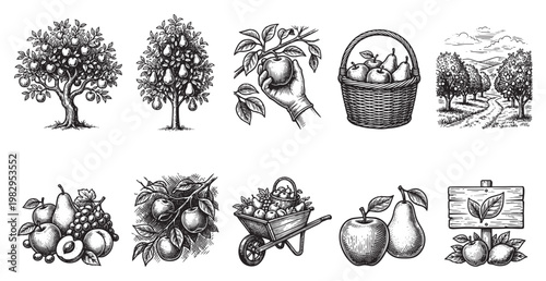 A collection of vintage-style illustrations depicting various aspects of fruit harvesting and farm life, including apple trees, pear trees, fruit baskets, and a rustic landscape.