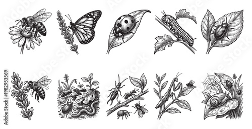 A collection of finely detailed black and white engravings of various insects and natural elements, evoking a vintage scientific illustration style.