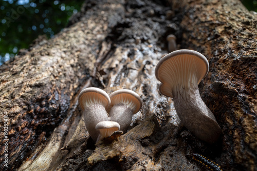 Young Pleurotus ostreatus, the oyster mushroom or oyster fungus on the old trunk