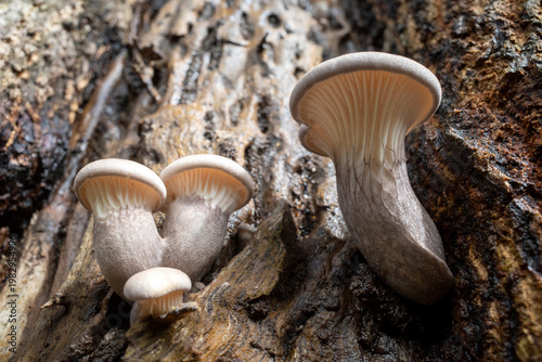 Young Pleurotus ostreatus, the oyster mushroom or oyster fungus on the old trunk