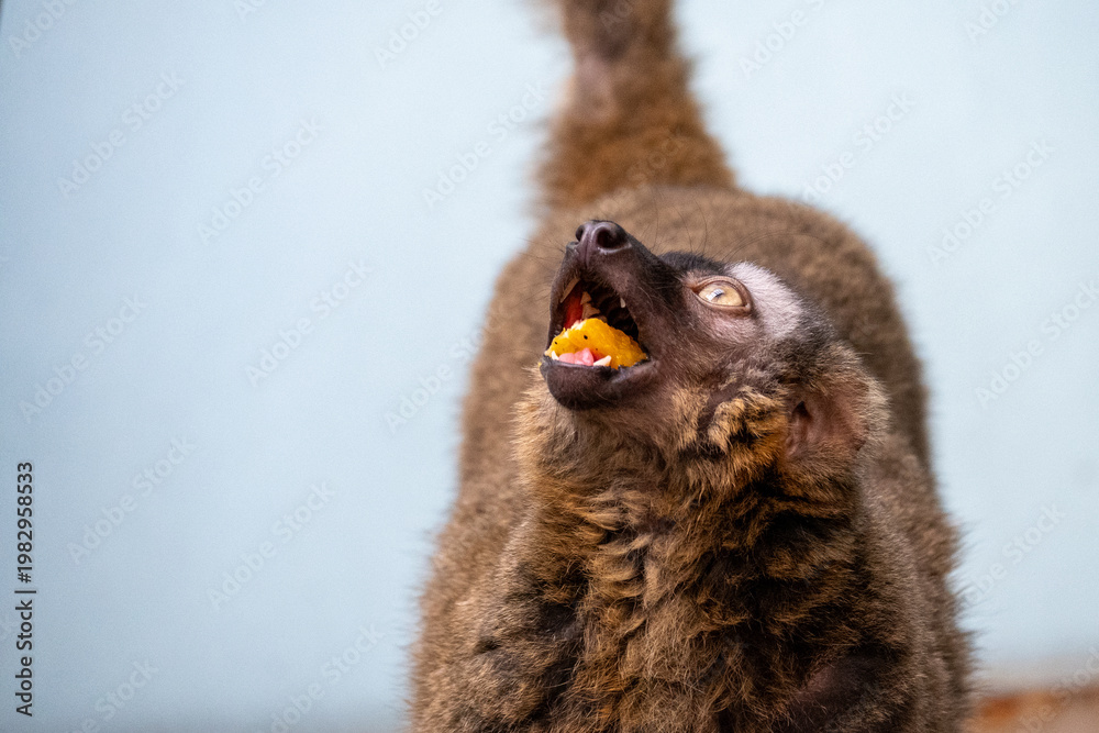 Fototapeta premium Lemur Eating Food Looking Up Close Up