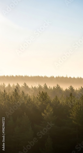 Misty forest canopy at sunrise with golden light filtering through pine trees and a soft atmospheric haze creating a serene natural landscape