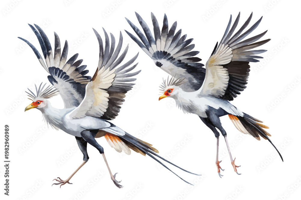 Fototapeta premium Watercolor Secretary Bird, Tall African Bird Clipart vector illustration isolated on white background