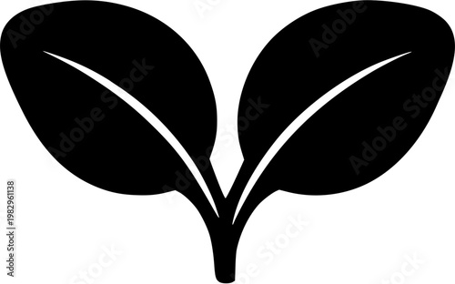 A stunning Basil seedling showcases its first two round, glossy, and fragrant leaves in perfect symmetry against a pristine white backdrop