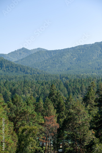 Lush green forest landscape with tall pine trees and distant mountains under a clear blue sky in a serene natural setting