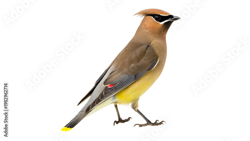 Cedar waxwing stands  isolated on transparent background cut out