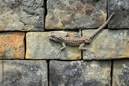 Lizard on textured stone wall, reptile wildlife, natural habitat, detailed scales, animal portrait, close-up view
