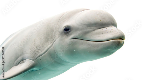Konstfotografi arctic beluga whale isolated on transparent background cut out