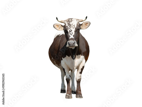 brown and white cow isolated on white background