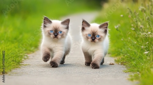 Two adorable kittens walking down a path